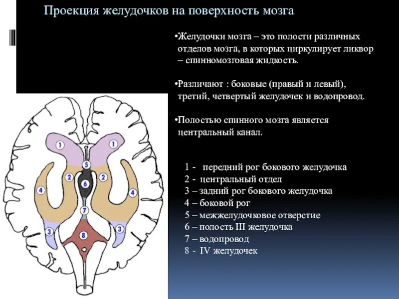 Боковые желудочки анатомия кт. Боковые желудочки конечного мозга задний Рог. Стенки боковых желудочков головного мозга. Передний Рог бокового желудочка латынь. Правый желудочек головного