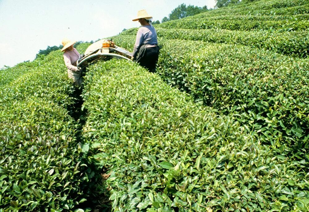 В россии растет чай. Краснодарский чай плантации. Чайные плантации Дагомыс. Чайные плантации в Грузии. Плантации чая в Краснодарском крае.