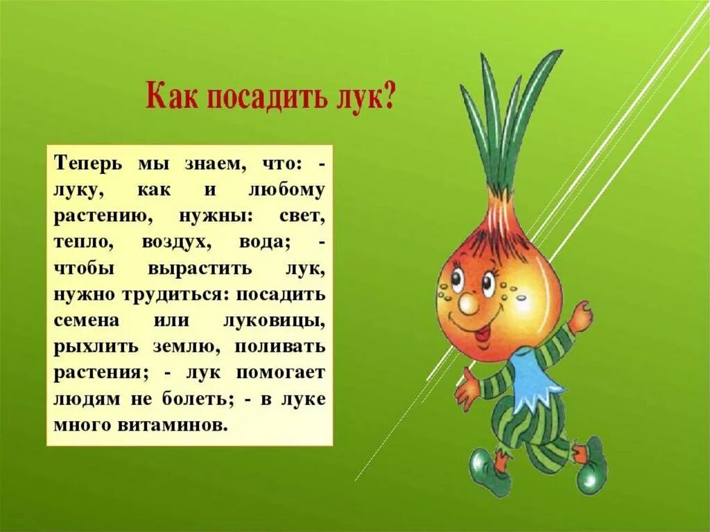 Сонник к чему снится лук. Стихотворение про лук для детского сада. стихи про лук для детей. детский стишок про лук. что рассказать детям про лук.