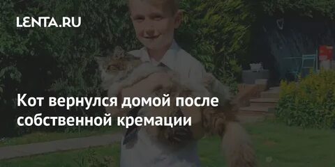 Кот вернулся домой