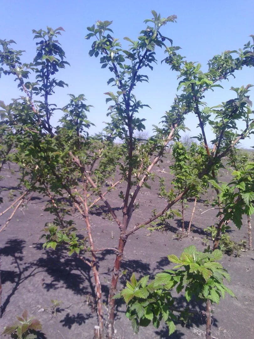 Малина штамбовая Таруса. Малина штамбовая дерево. Малина штамбовая Таруса малиновое дерево. Древовидная малина Таруса. Как правильно посадить малиновое дерево