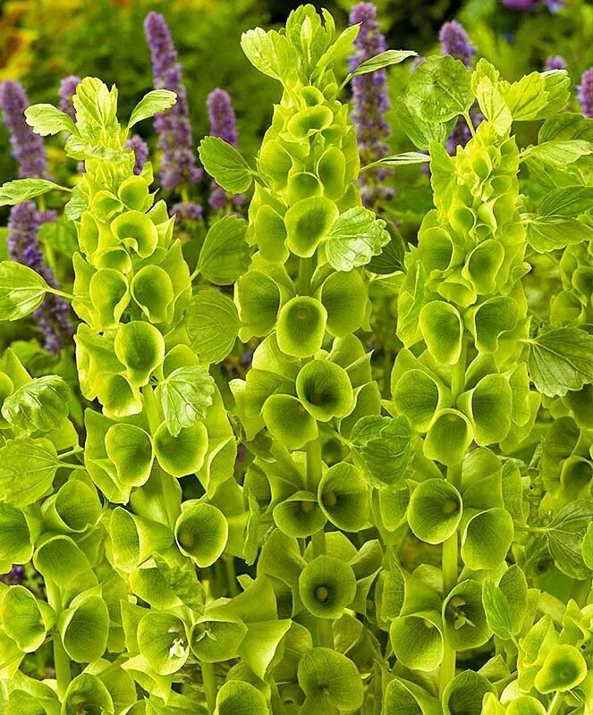 Молюцелла гладкая - moluccella laevis. Молюцелла ирландские колокольчики. Молюцелла растение. Колокольчик кампанула фон. Колокольчик крапиволистный.