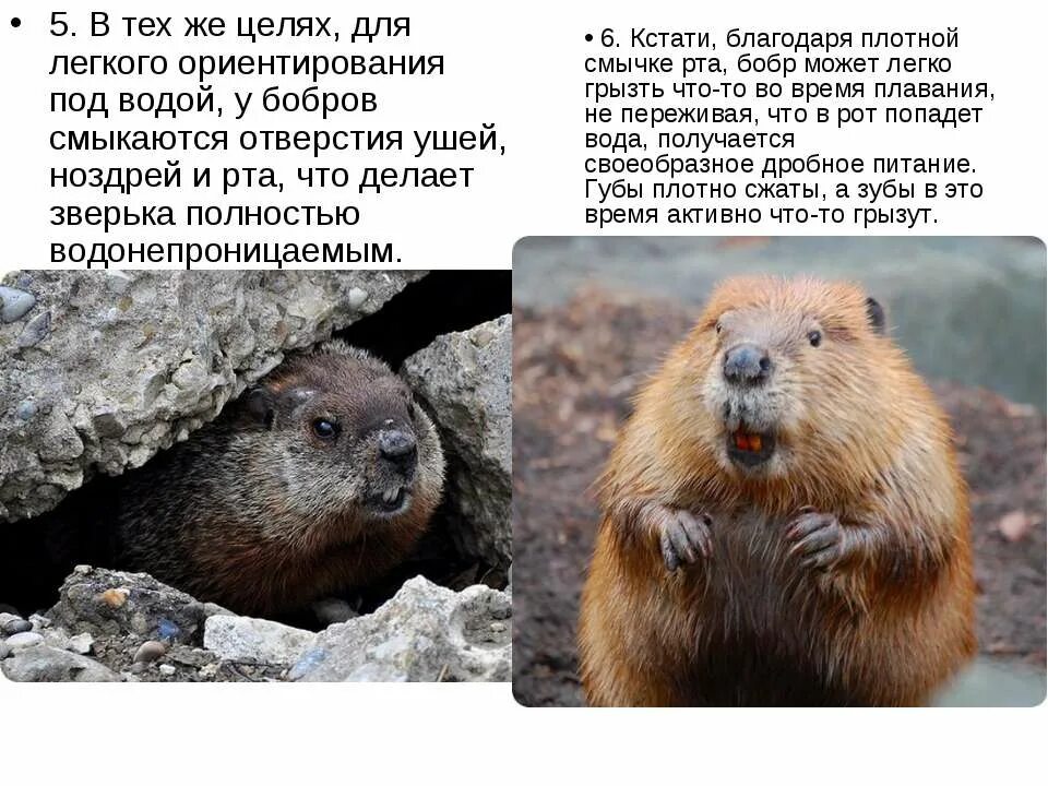 бобры зимой. бобер зимой. бобры в городе. в белоруссии бобры. время бобра.