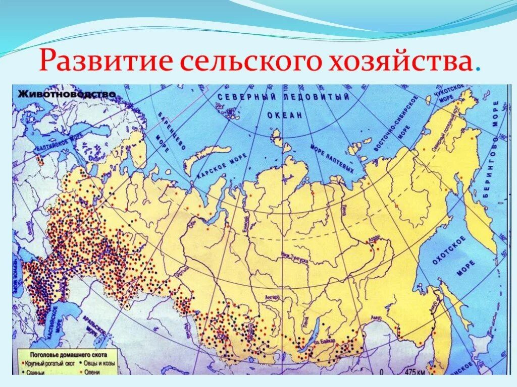 Карта сельскохозяйственных районов россии. Карта животноводства России. Скотоводство на карте России. Животноводство в Росси на карте. Сельское хозяйство восточного макрорегиона.