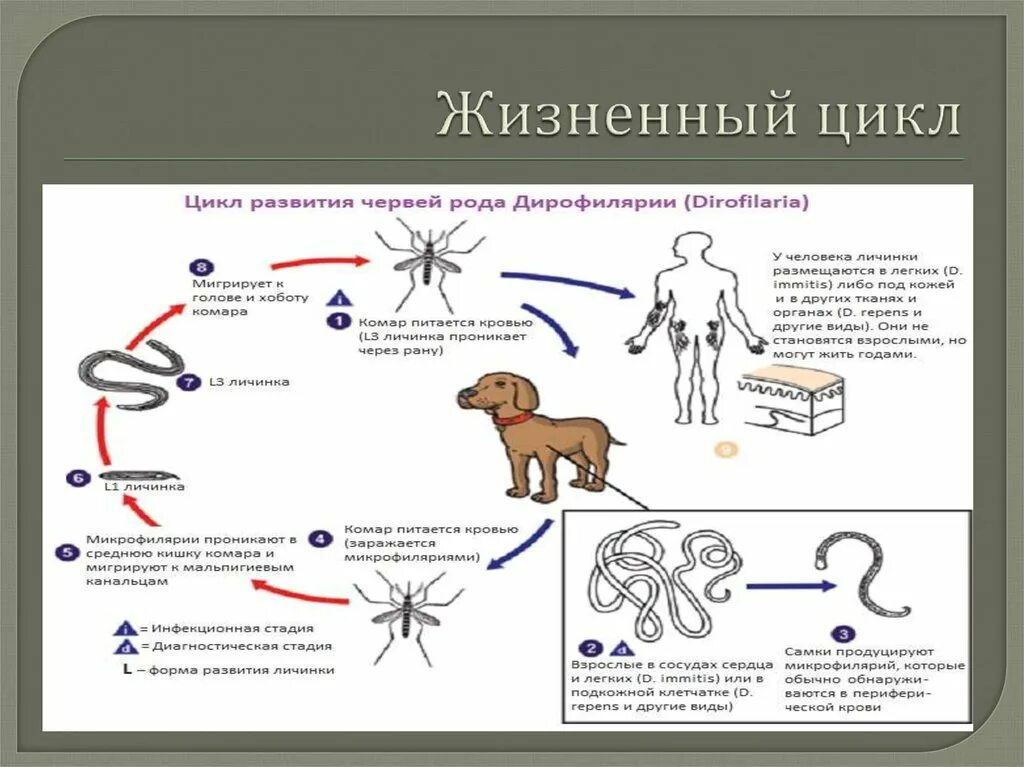Черви комаров. Жизненный цикл дирофилярии собак. Дирофиляриоз собак жизненный цикл. Жизненный цикл дирофилярии Репенс. Жизненный цикл Dirofilaria immitis.