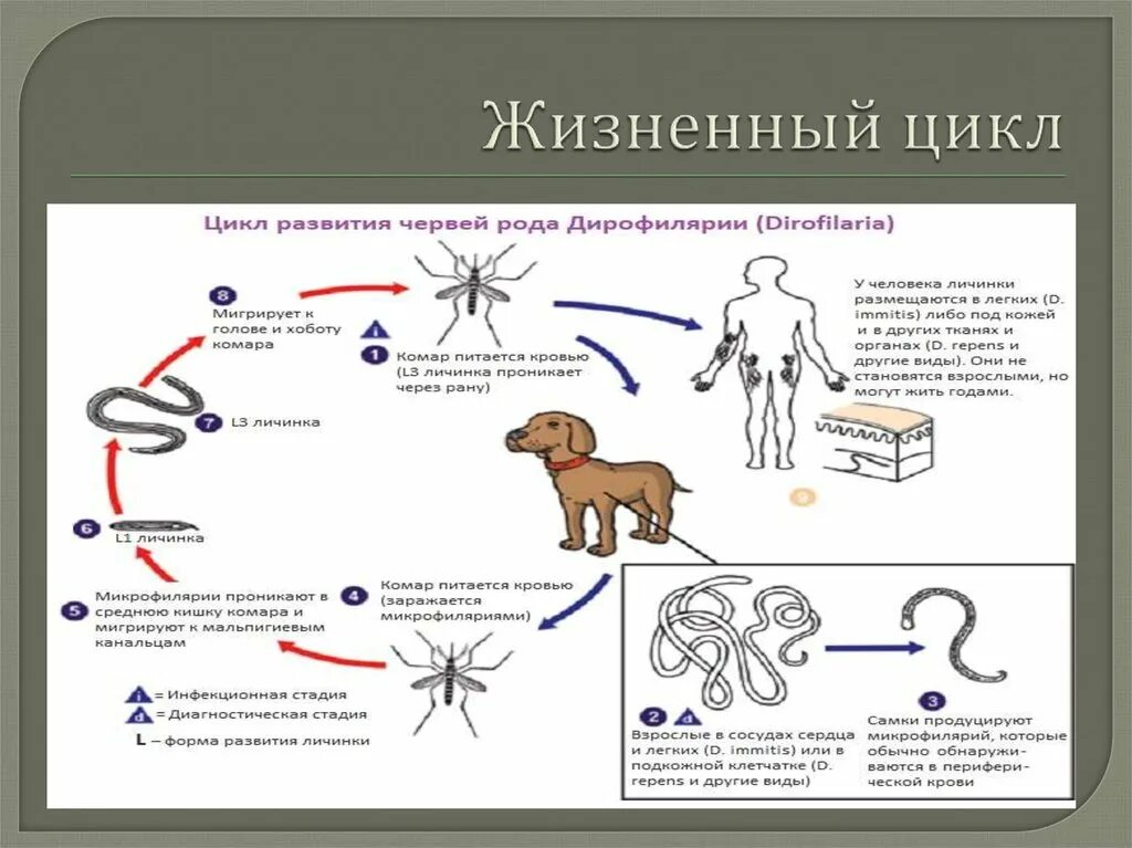 Дирофиляриоз. Черви в сердце! - Ветеринарная клиника МВЦ "Два сердца" в Санкт-Пе