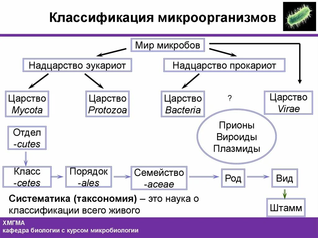 Схема классификация бактерий микробиология. Царство бактерии классификация схема. Основные систематические группы микроорганизмов микробиология. Принципы классификации и морфологии бактерий.