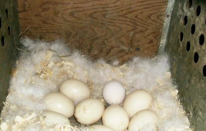 Инкубационное яйцо индоутки. Яйцо мускусной утки. Индоутка высиживает яйца. Инкубационное яйцо мускусной утки.