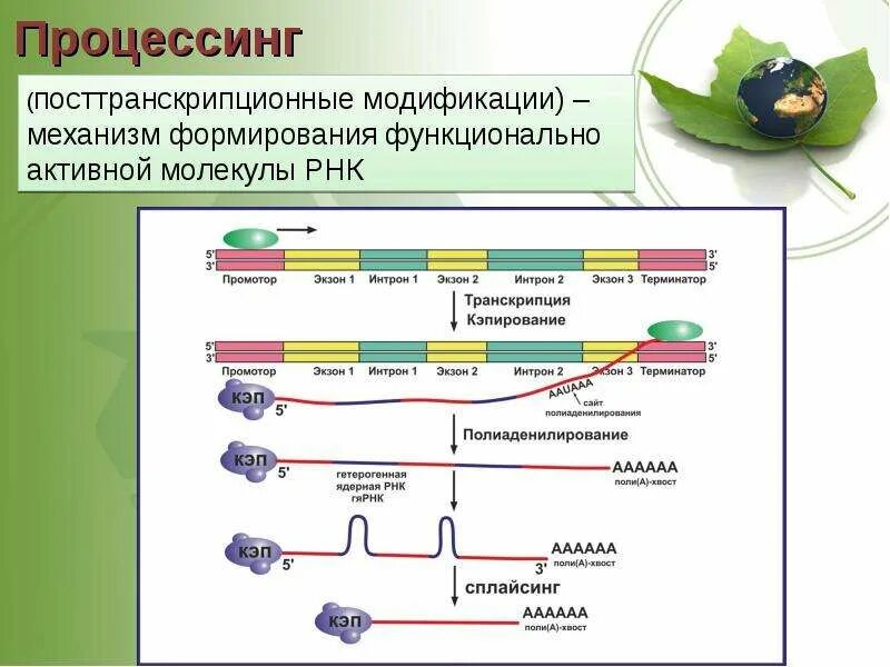 Посттранскрипционные процессы у эукариот. Посттранскрипционный процессинг РНК. Посттранскрипционные модификации РНК. Процессинг у эукариот схема. Процессинг синтез