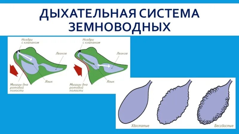 Функции дыхания у взрослых земноводных. Дыхательная система амфибий схема. Строение дыхательной системы земноводных. Дыхательная система земноводные 7 класс биология. Строение дыхательной системы амфибий.