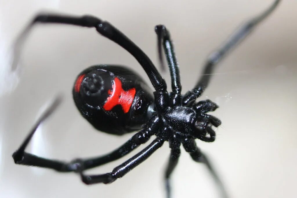 Черная вдова паук. Каракурт паук. Latrodectus mactans чёрная вдова. Паук Каракурт Кубанский.