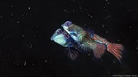 Самец скалярия гифка. Moving fish. Рыба розового цвета на букву а. Рыбка анимация. Обои аквариум.