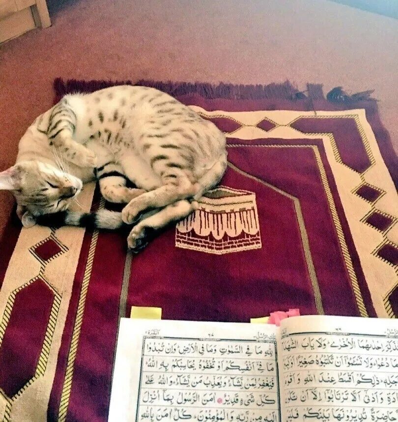Мусульманский кот. Кошка с Кораном. Мусульманские кошки. Котенок с Кораном. Кошка в Исламе.