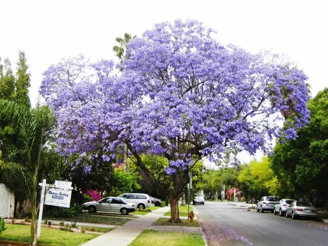 Jacaranda mimosifolia остролистная папоротник дерево семена тропических декорати