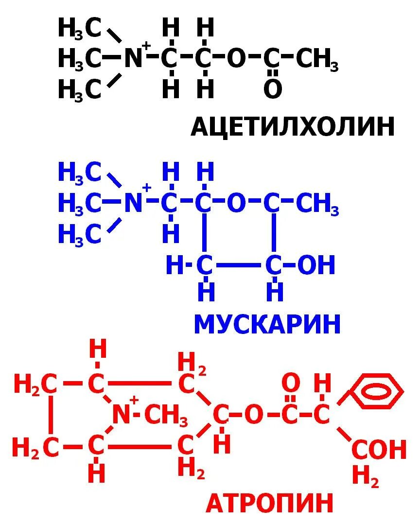 Ацетилхолин структурная формула. Ацетилхолин химическое строение. Ацетилхолин структура. Ацетилхолин и атропин формула.