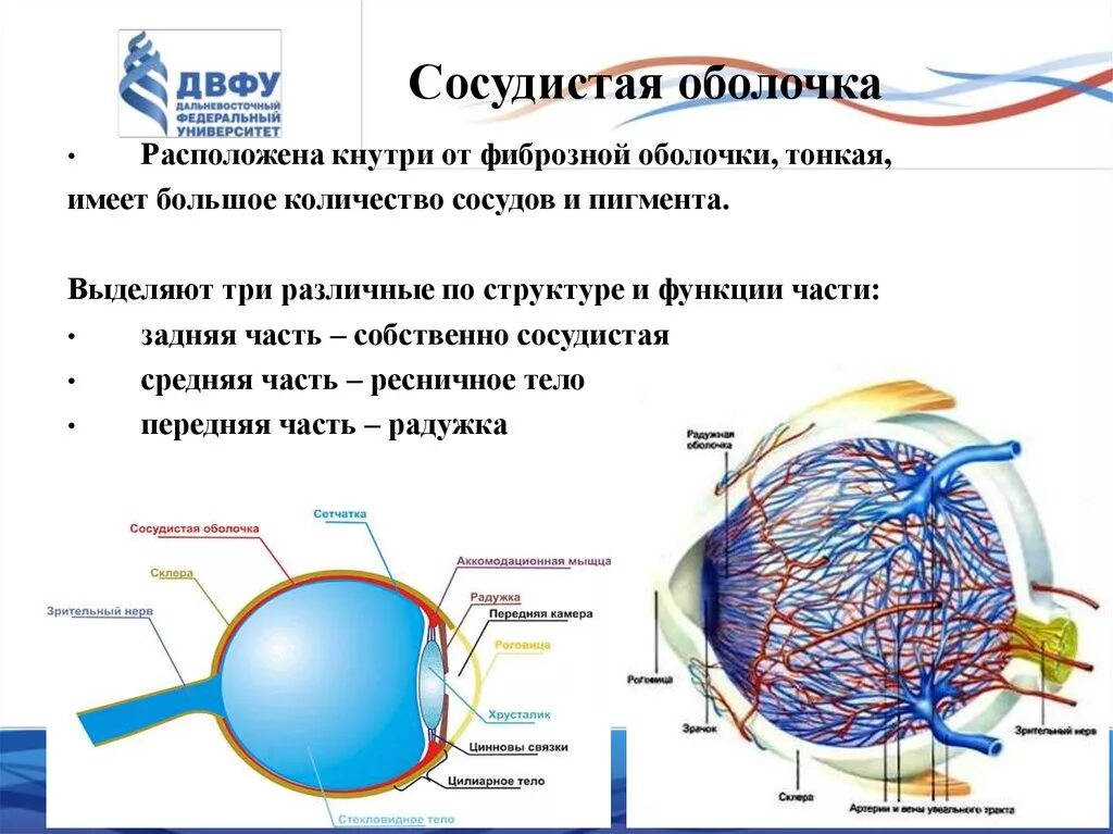 Сосудистая оболочка образует спереди. Сосудистая оболочка глаза вид спереди. Сосудистая оболочка глаза строение анатомия. Сосудистая оболочка глаза строение и функции. Функции фиброзной оболочки