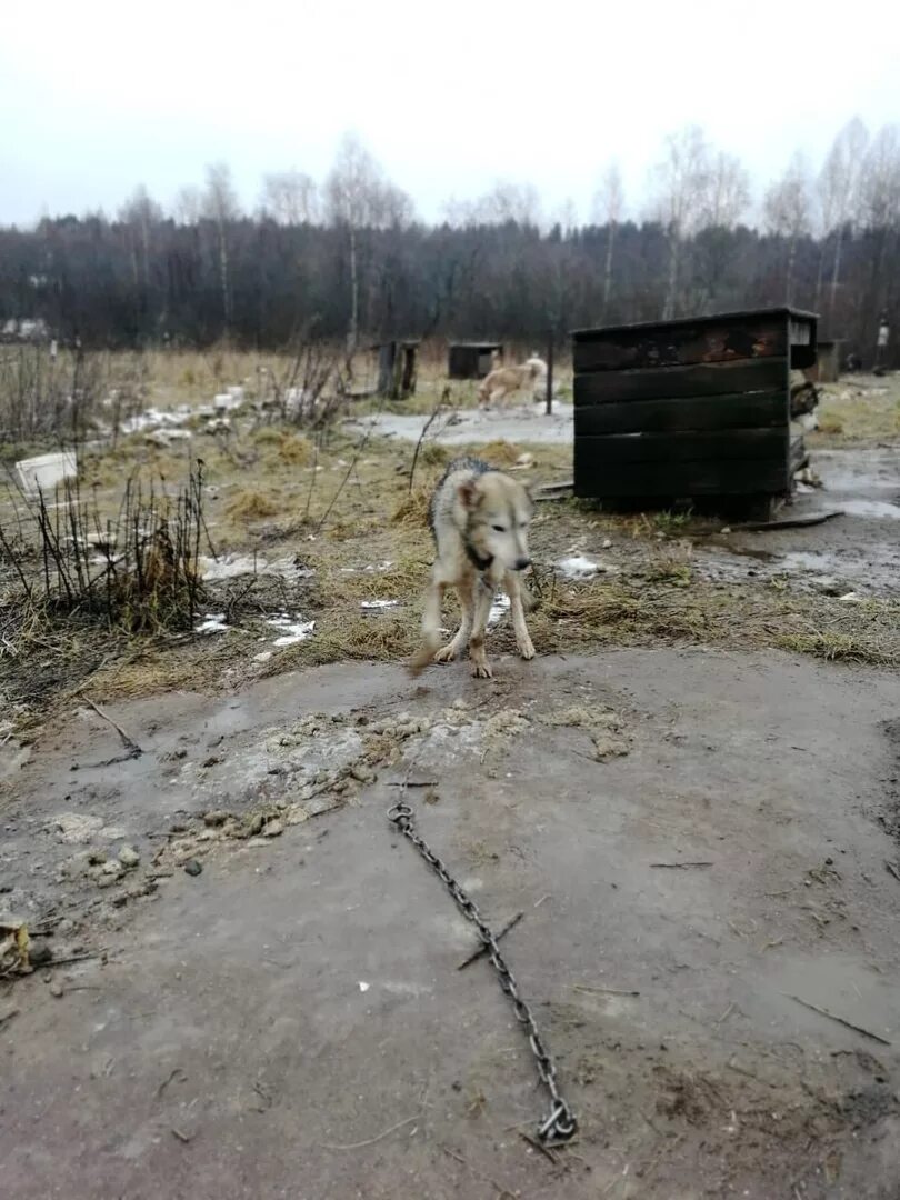 Голод пес. Найденные собаки в Тверской области. Найдена собака Волотовский район. Перетрусово Тверская область. Голодная смерть собаки.