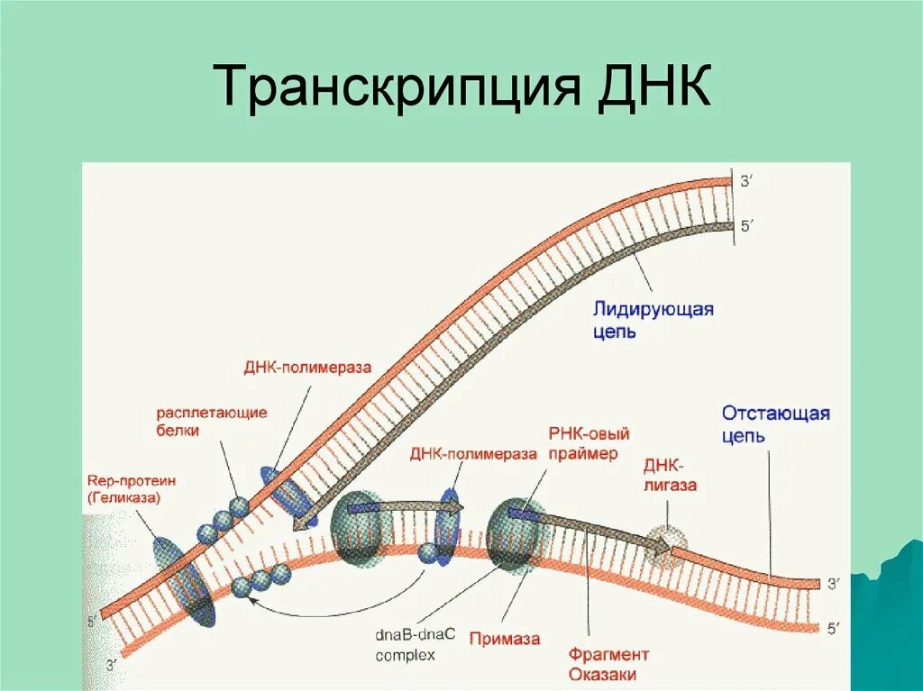 12 цепей днк. Синтез ДНК репликация биохимия. Репликация ДНК лидирующая цепь. Репликация ДНК Репликационная вилка. Репликационная вилка прокариот.