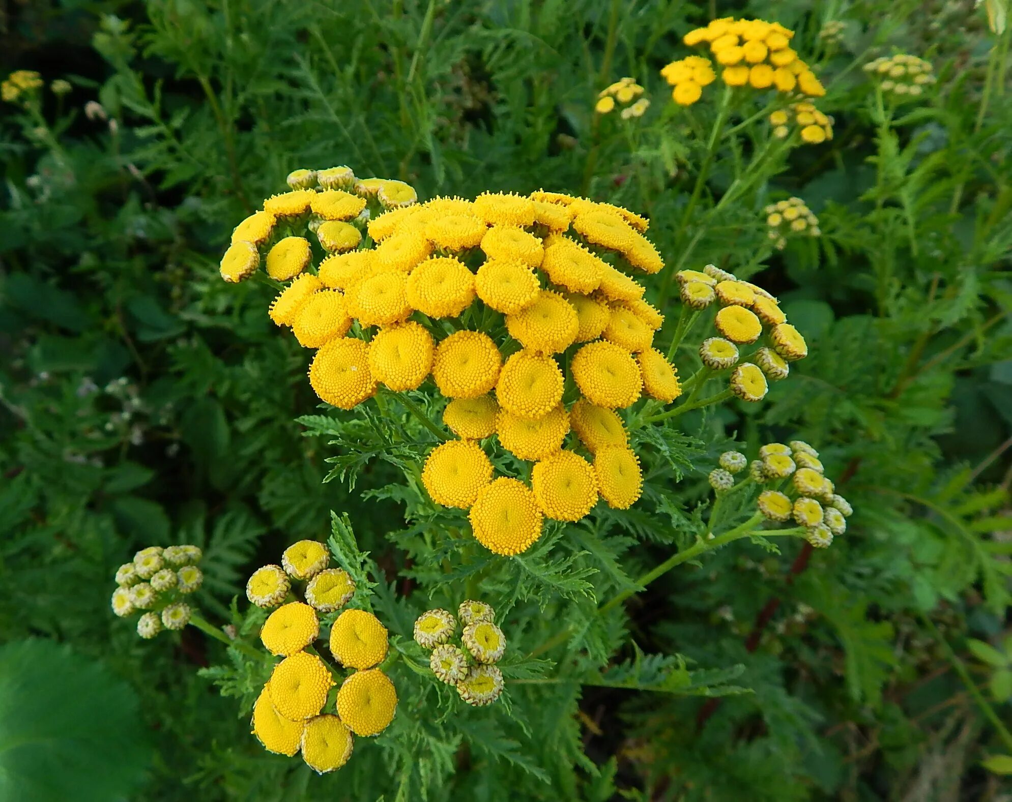 Пижма тысячелистная. Авито пижма. Пижма курчавая криспа. Пижма tanacetum garden treasure. Авито пижма.