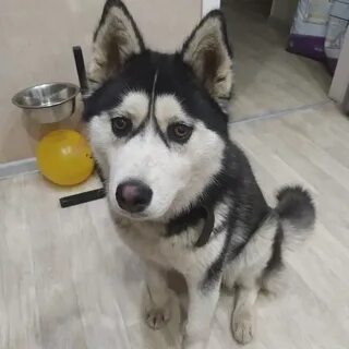 Авито ульяновск собаки