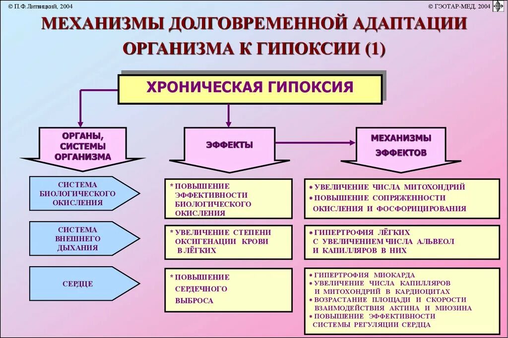 Механизмы формирования адаптаций. Механизмы адаптации организма к гипоксии. механизмы долговременной адаптации организма к гипоксии. механизмы экстренной адаптации организма к гипоксии. механизмы экстренной и долговременной адаптации к гипоксии.