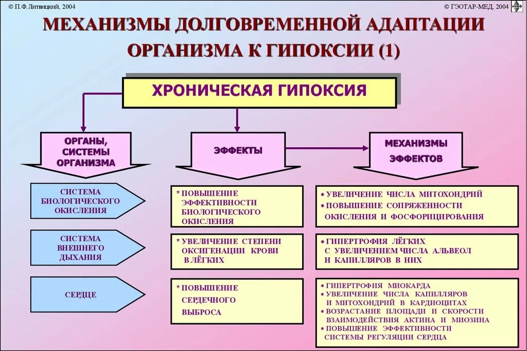 Экстренная гипоксия. Механизмы адаптации организма к гипоксии. Механизмы долговременной адаптации к гипоксии. Механизмы экстренной адаптации организма к гипоксии. Механизмы экстренной и долговременной адаптации к гипоксии.