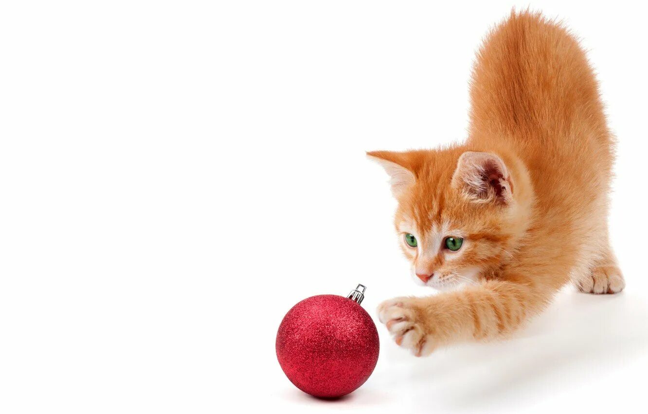 Фон рыжий кот. Рыжий котик. рыжий кот на белом фоне. котенок играющий с клубком.