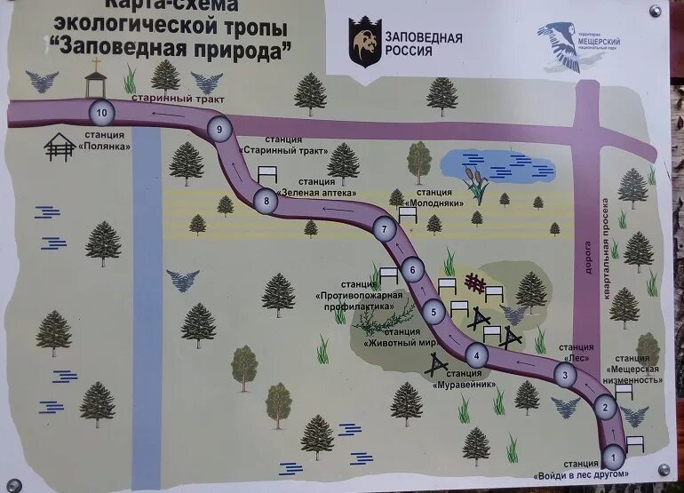 Экотропа валдайский национальный парк. Пешеходная экологическая тропа. Экотропа национальный парк красноярские столбы. Экотропа горная мста. Сестрорецк тропа экологическая.