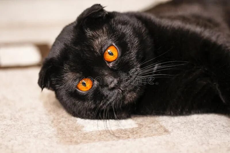 Вислоухая кошка с желтыми глазами