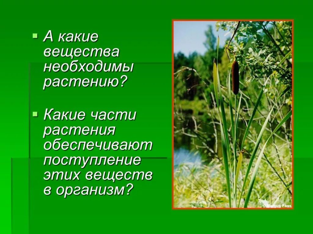 Растения обеспечивают жизнь другим потому что. Вещества части растения. Какие части растения обеспечивают поступления веществ в огрганизм. Растения обеспечивают жизнь другим организмам потому что.