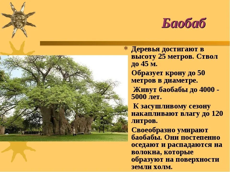 Вырастать до 3 метров в