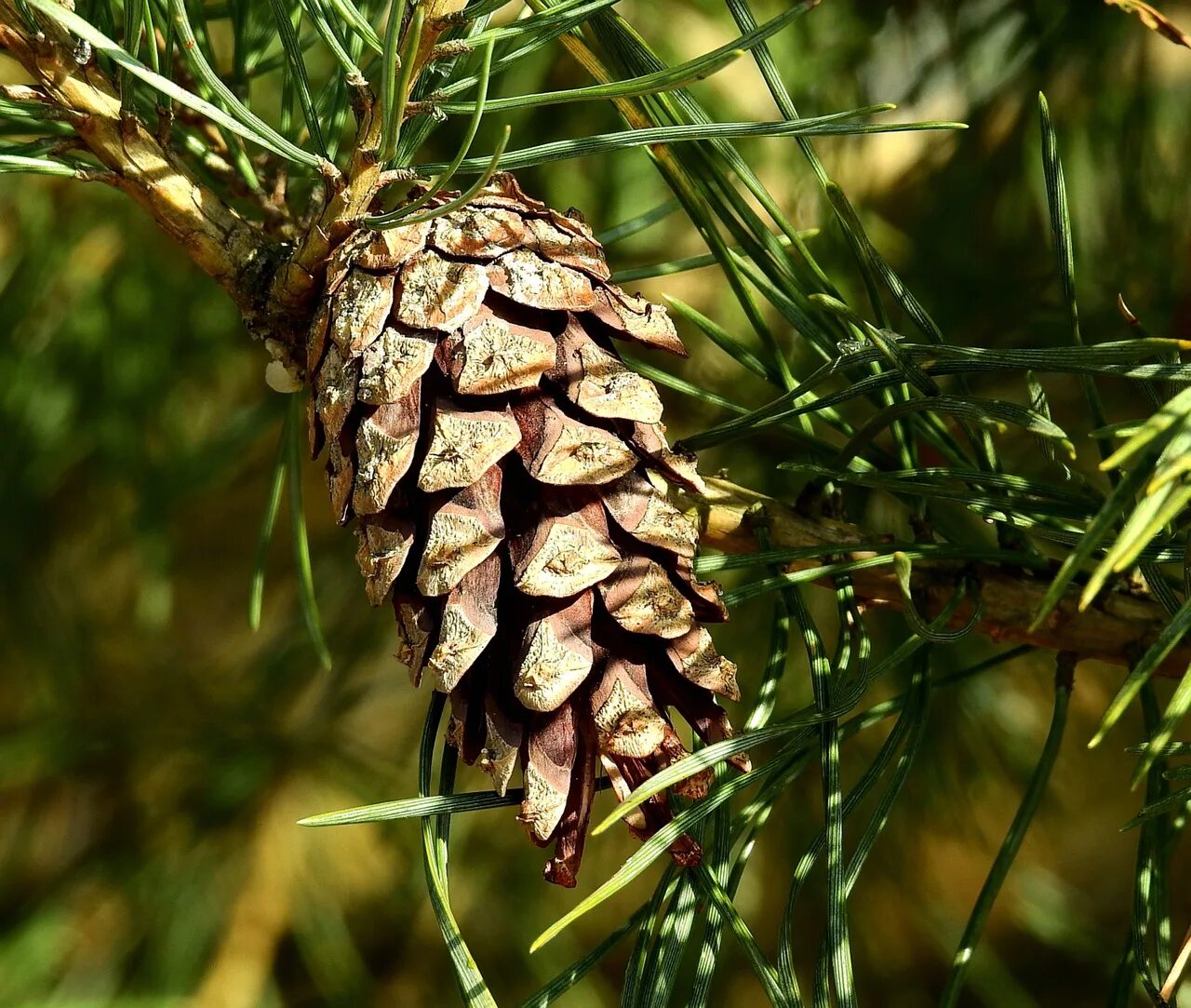 Pinus peuce шишка. Сосна Бунге шишка. Сосна Монтесумы шишки. Шишка и хвоя сосны.