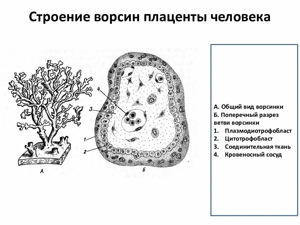 Гематоплацентарный барьер схема. Строение котиледон плаценты. Плацента ворсины хориона. Ворсины хориона гистология. Строение плаценты человека гистология.