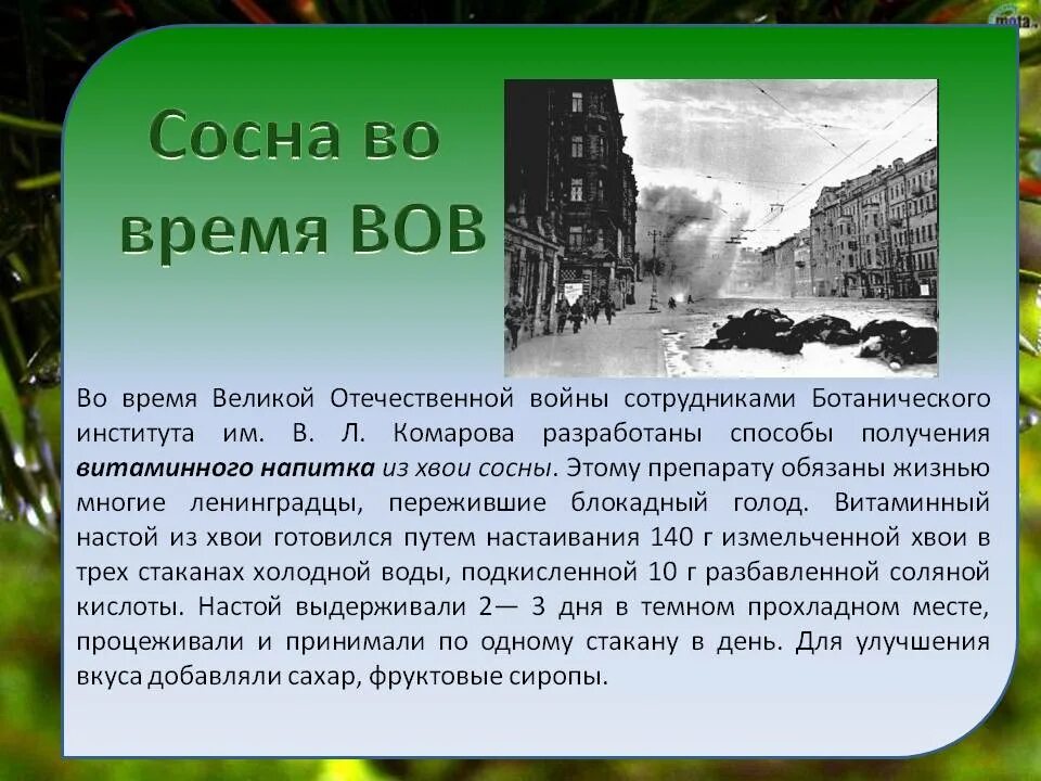 Хвойная в годы войны. Деревья блокадного Ленинграда. Деревья Ленинграда блокада. Блокада Ленинграда во время Великой Отечественной войны. Хвойный отвар в блокадном Ленинграде.