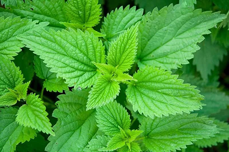 Скачать обои листья, крапива, urtica, раздел природа в разрешении 3360x1050