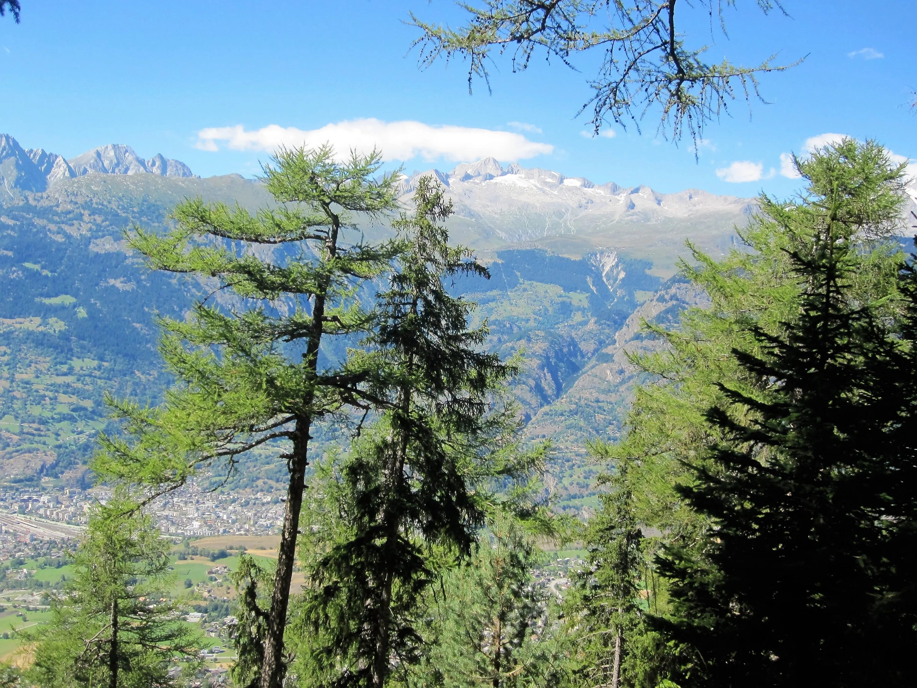Хвойные горы. Национальный парк Алания сосна Коха. Широколиственные леса Швейцарии. Швейцария парк сосны горы. Сосны в Швейцарии.