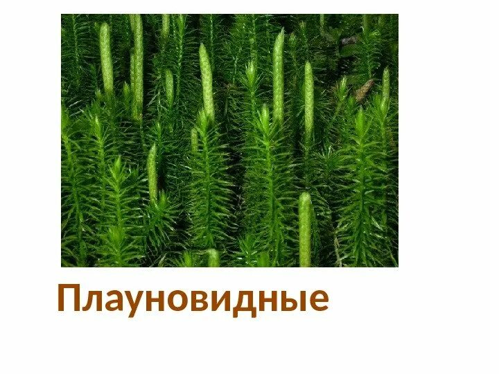 Плауны примеры