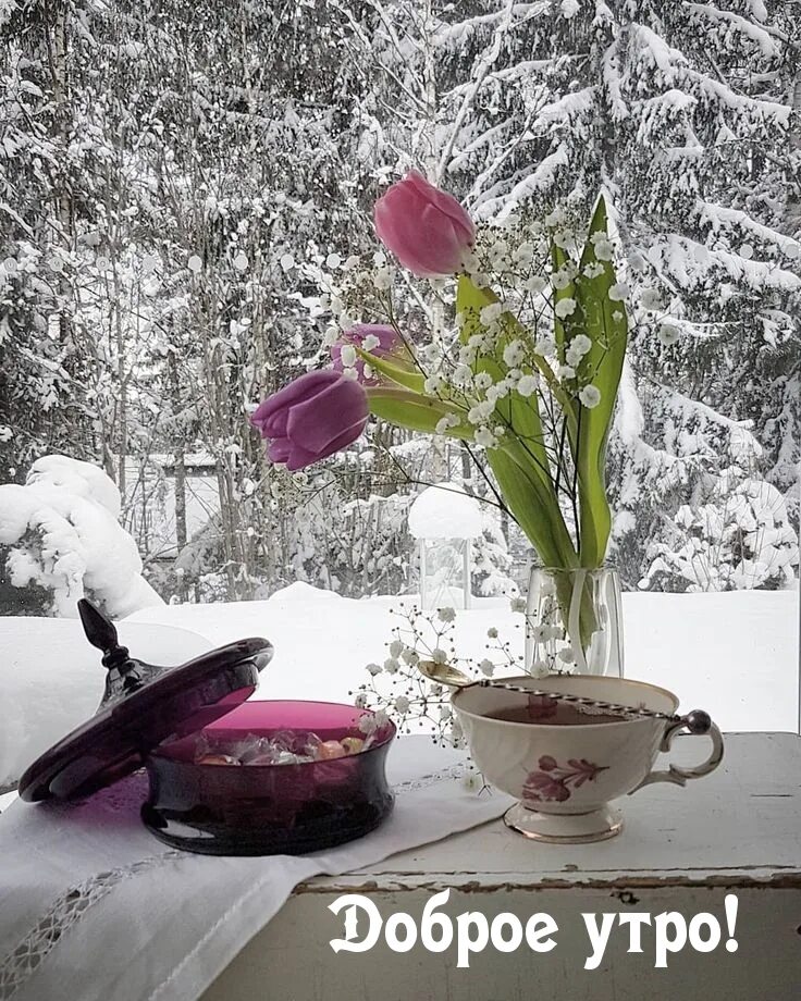 Доброе Снежное утро. Зимние цветы. Доброе морозное утро. Цветы зимой. Прекрасного февральского дня картинки