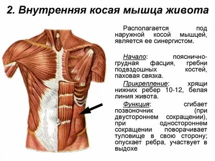 Косы мышцы живота
