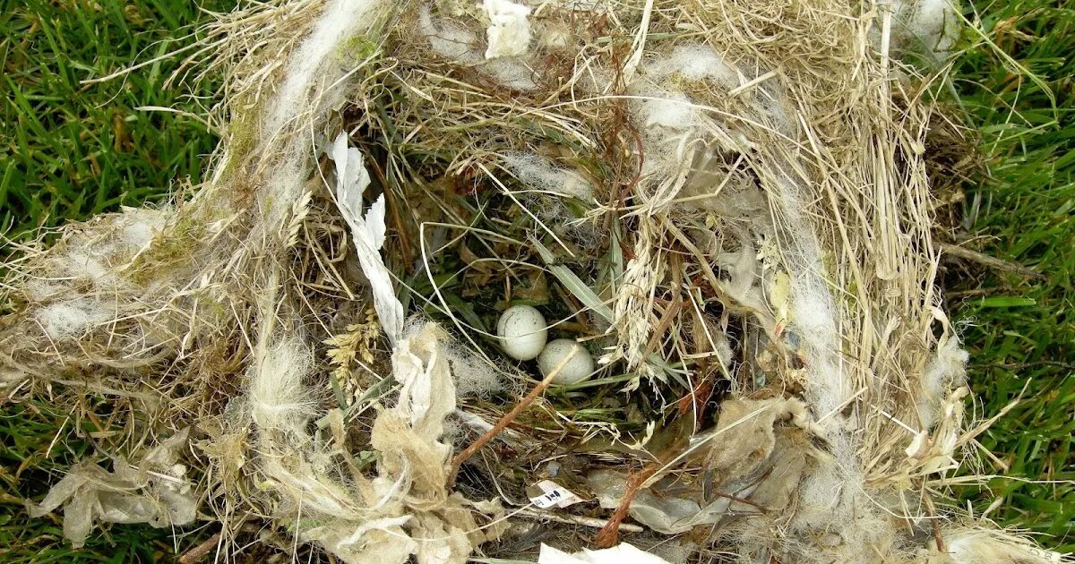 The nest of pea. Гнездо рыжий селасфорус. гнездо полевого воробья. гнездо lan jkenth. brewer&#039;s sparrow nest.