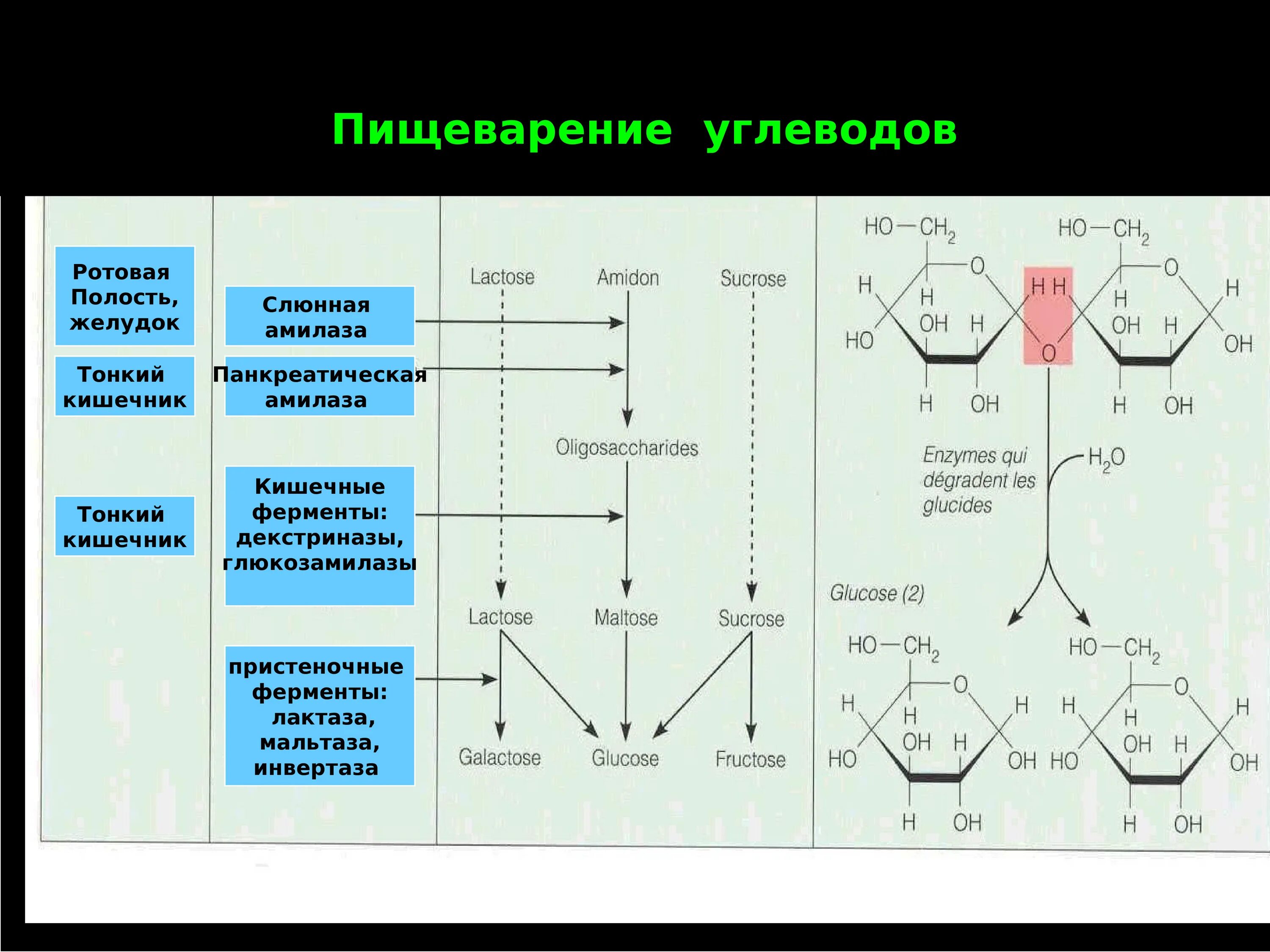 Переваривание белков в ротовой полости. Схема реакции переваривания лактозы в кишечнике. Схема переваривания крахмала биохимия. Амилаза - фермент переваривающий. Схема переваривания углеводов в кишечнике.