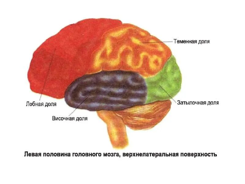 Лобная теменная височная затылочная доли мозга.