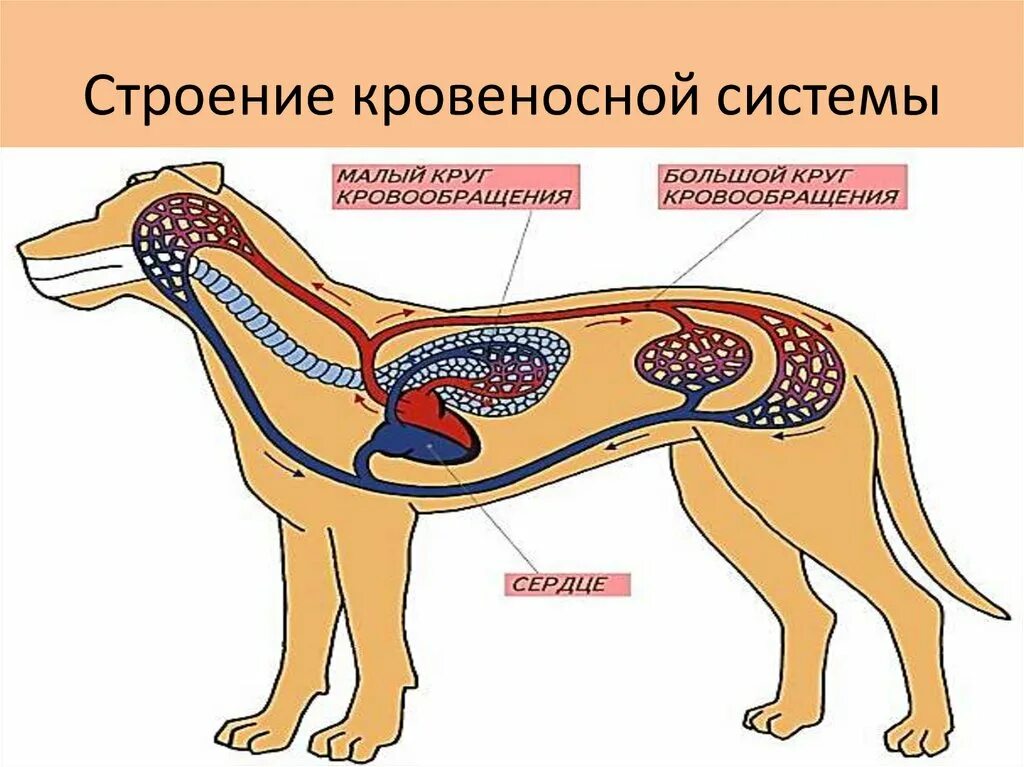 Выделительная система собаки схема. Кровеносная система млекопитающих схема. Кровеносная система млекопитающих 7 класс биология. Кровеносная система собаки 8 класс биология. Особенности кровообращения млекопитающих