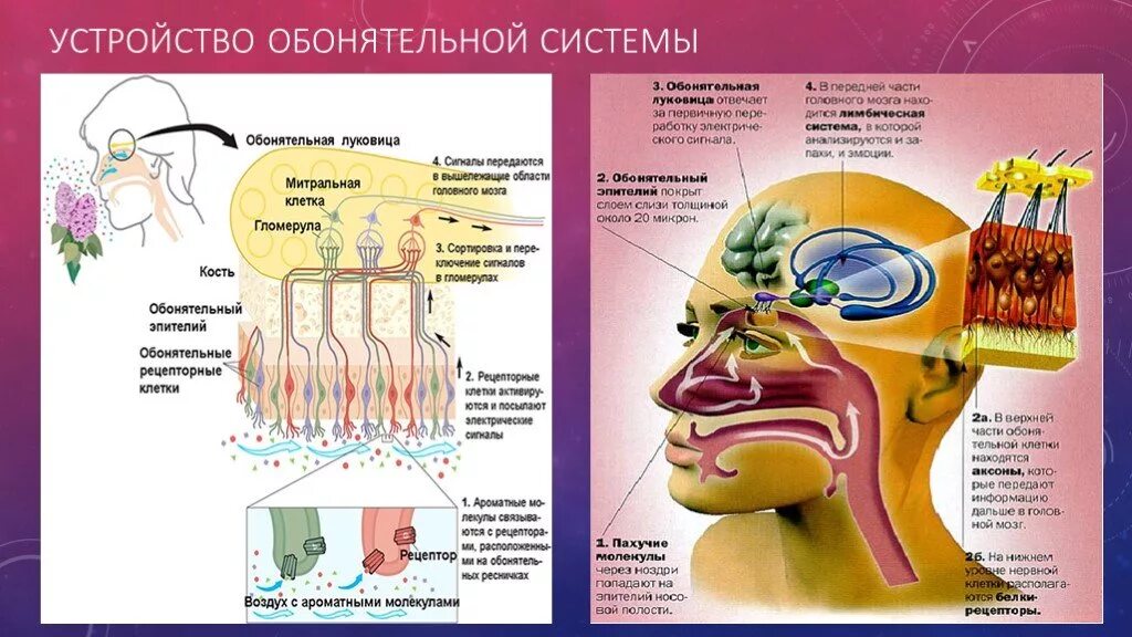 Обонятельный анализатор 8 класс биология. Рецепторы обонятельного анализатора. Сенсорная система обоняния. Анализатор обоняние рецепторы. Обонятельная чувствительность