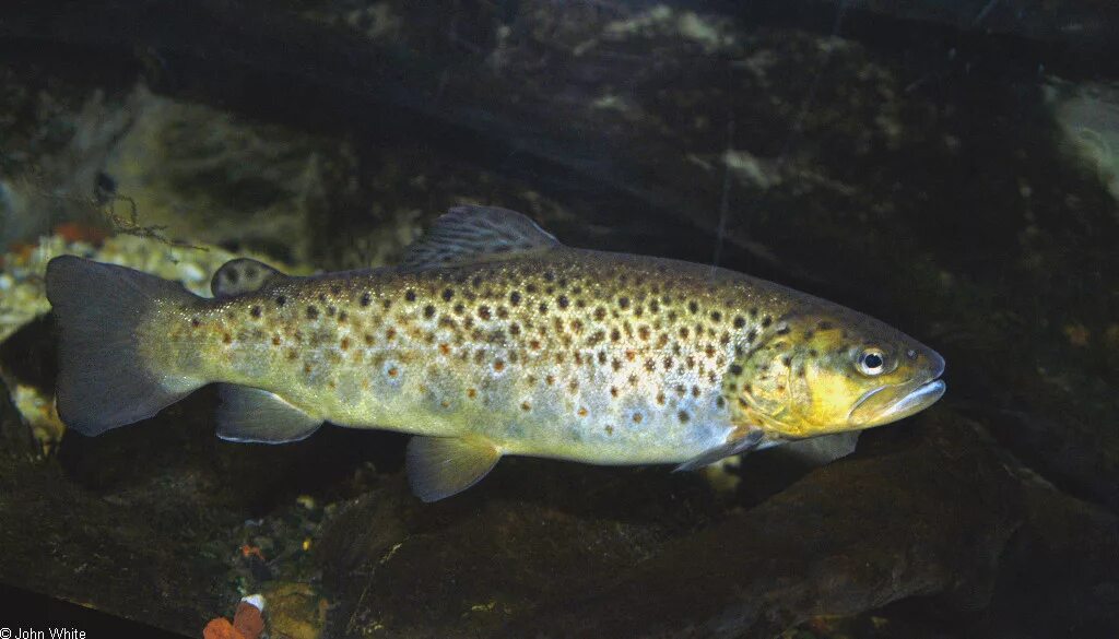 Озерная форель кумжа. Кумжа озерная карелия. Кумжа (salmo trutta);. Кумжа луга. Кумжа ладожская.