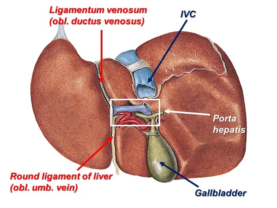 Ductus venosus печени. Ligamentum Teres расположена в печени. 160.Ворота печени (porta hepatis).