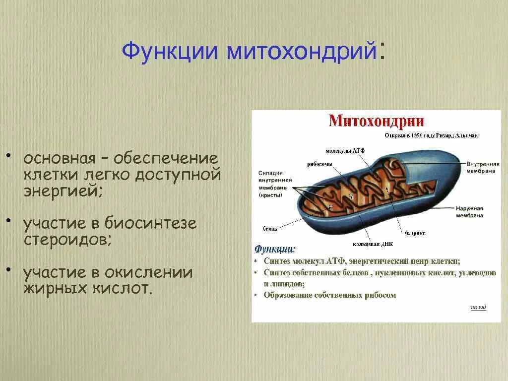 4 функции митохондрий