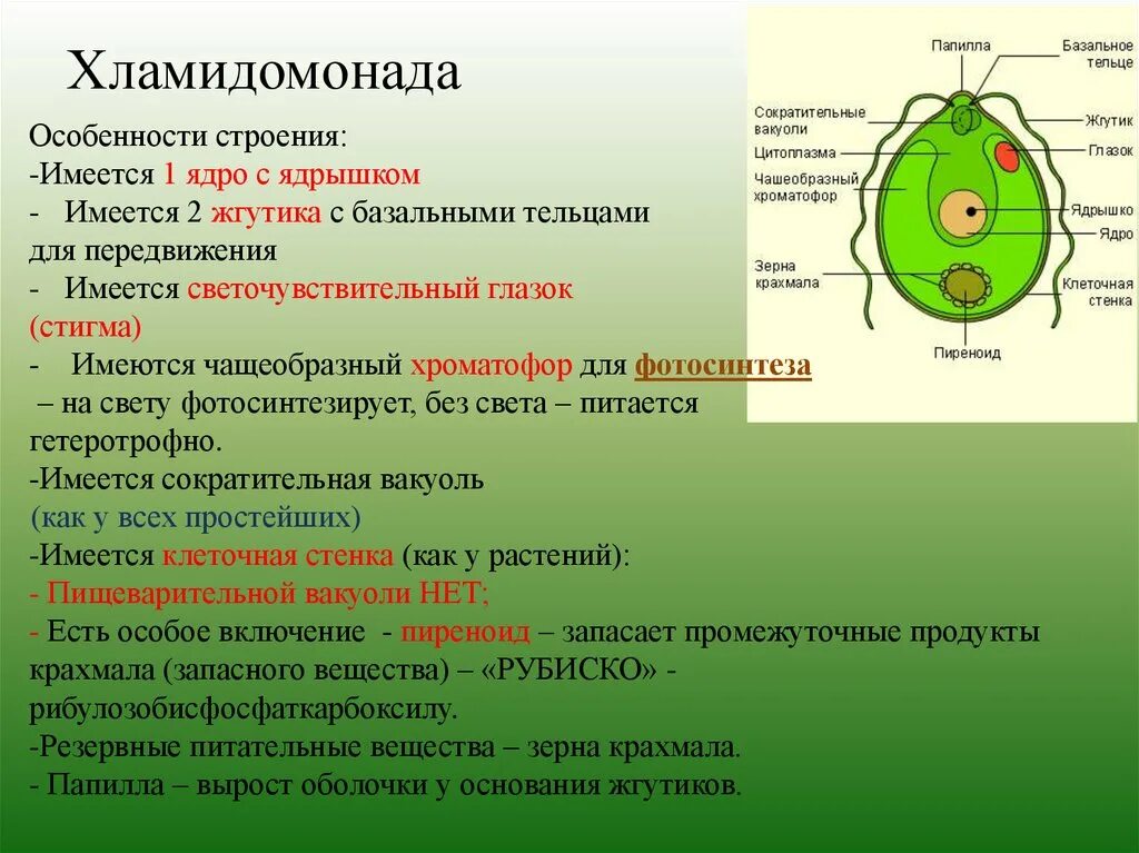 Органеллы водоросли