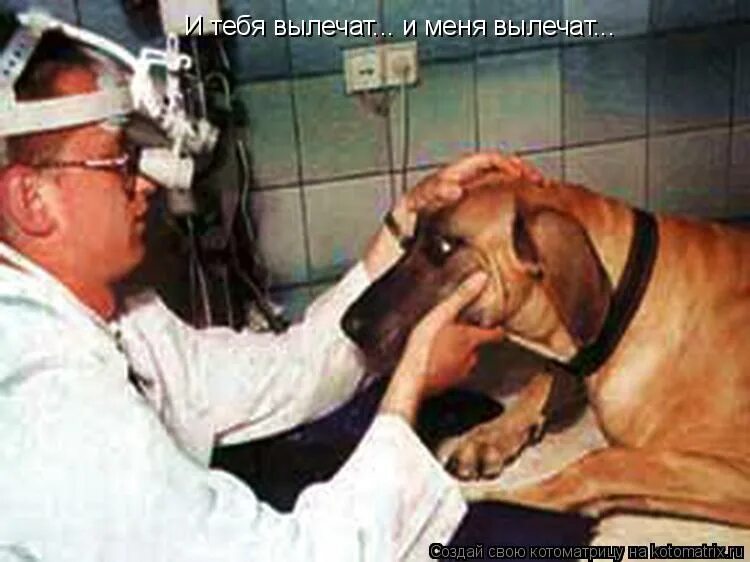 С точки зрения собаки. Шилкин офтальмолог ветеринар. Шилкин офтальмолог ветеринар фото.