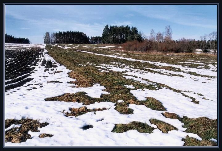 В апреле на полях тает последний. Проталины на полях. Черные проталины на полях. Тающий снег на полях. Снег в поле тает.